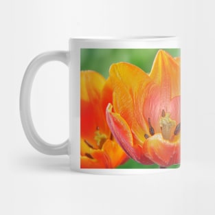 Tulipa 'Prinses Irene' AGM Tulip Triumph Group  Artistic filter applied to photo Mug